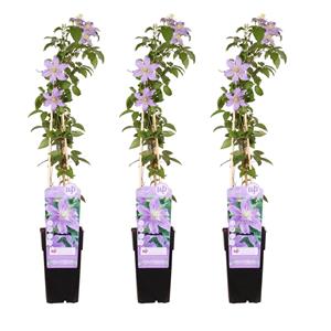 Everspring Clematis justa - ↨65cm - ø15 3x - clematis justa - ↨65cm - ø15