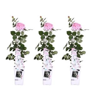 Everspring Rosa crazy in love 'pink' - roze roos 3x -  ↨65cm - ø15