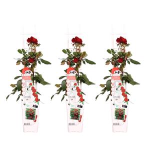 Everspring Rosa crazy in love 'red' - rode roos 3x - rosa crazy in love 'red' - ↨65cm - ø15