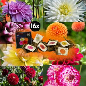 Everspring Flowerbulbs amsterdam dahlia playa blanca, cactusvormige bloemen flowerbulbs amsterdam super mix - 2x pakket van 8 verschillende dahlia's, 16st in totaal