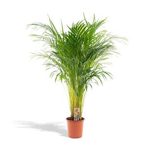 Sierplantenshop Areca palm areca palm - ø21cm - ↑↓f110cm