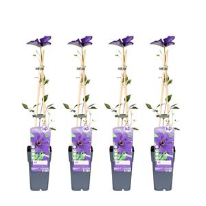 Everspring Clematis the president - clematis paars 4x - ↨65cm - ø15