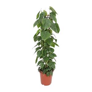 Everspring Philodendron scandens - ø24cm - ↑↓f120cm