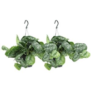 Everspring Scindapsus pictus trebie  (epipremnum) - 2 stuks - ø15cm - ↑↓f25cm