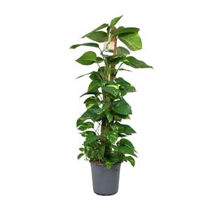 Everspring Scindapsus epipremnum - ø24cm - ↑↓f120cm