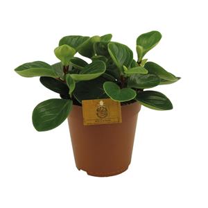 Everspring Peperomia red canyon - ø15cm - ↑↓f25cm