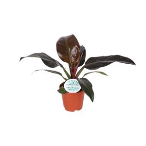 Everspring Philodendron imperial red - ø17cm - ↑↓f50cm