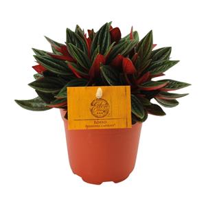 Everspring Peperomia caperata rosso - ø11cm - ↑↓f15cm