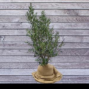 Everspring Olea-europaea bush 7.5 liter, olijf struik