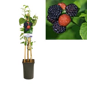 Everspring Rubus occidentalis 'black jewel' +light label - ø17cm - ↑↓f75cm