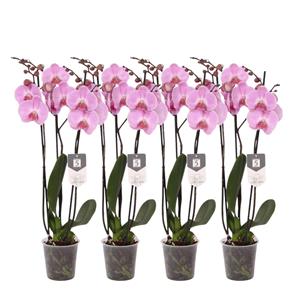 Everspring Phalaenopsis elion - 3 tak - 60 cm - ø12cm set van 4 -