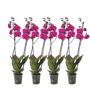 Everspring Phalaenopsis joyride - 3 tak - 60 cm - ø12cm set van 4 -