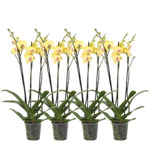 Everspring Phalaenopsis lime light - 3 tak - 60 cm - ø12cm set van 4 -