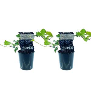 Everspring Rubus thornfree (doornloze braam) - 2 stuks - ø12cm - ↑↓f30cm