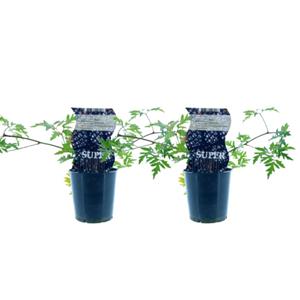 Everspring Rubus thornless evergreen (doornloze braam) - 2 stuks - ø12cm - ↑↓f30cm