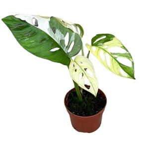 Everspring Monstera adansonii variegata - ø10,5cm - ↑↓f15cm