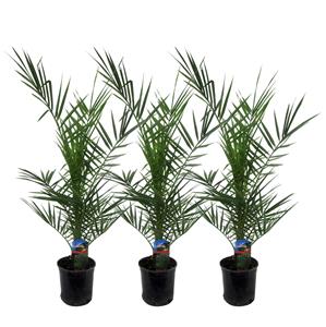 Everspring Phoenix canariensis - 80 cm - ø15cm 3x phoenix canariensis - 80 cm - ø15