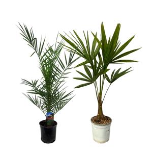 Everspring Tropische palm duo trachycarpus fortuneii - 100 cm - ø18cm phoenix canariensis - 80 cm ø15cm + trachycarpus fortuneii - 100 cm - ø18cm