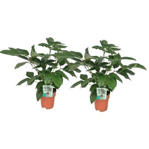 Everspring Schefflera actinophylla emerald green - ø19cm - ↑↓f75cm schefflera actinophylla - 2 stuks - ø19cm - ↑↓f75cm