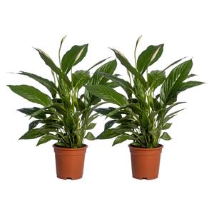 Everspring Spathiphyllum vivaldi - ø17cm - ↑↓f70cm spathiphyllum vivaldi - 2 stuks - ø17cm - ↑↓f70cm