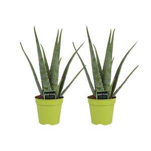 Everspring Aloe vera - ø15cm - ↑↓f65cm aloe vera - 2 stuks - ø15cm - ↑↓f65cm
