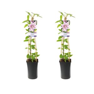 Everspring Clematis 'nelly moser' +light label - ø17cm - ↑↓f75cm clematis nelly moser - 2 stuks - ø17cm - ↑↓f75cm