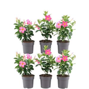 Everspring Dipladenia roze 12 cm 6 x dipladenia pink -