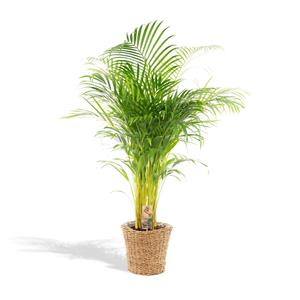 Everspring Areca palm areca met mand - ↨130cm - ø24cm