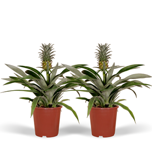 Everspring Ananas comosus duo  sierplant hoogte ø12cm ↑↓f45cm  2 planten
