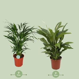 Everspring Areca en  spathiphyllum - ø17 - ↑↓f60-70 cm -set van 2- vers van de kweker luchtzuiverende kamerplanten -