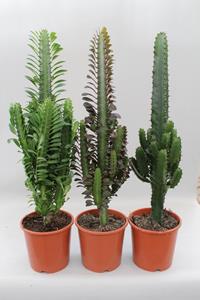 Everspring Cactussen desert mix - ø17cm - ↑↓f70cm   - 3 stuks -