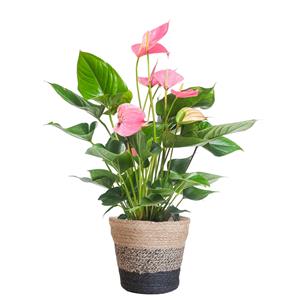 Everspring Anthurium pink explosion met lissabon mand zwart - 55cm - ø17