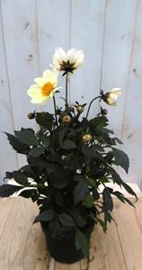 Warentuin Natuurlijk Dahlia Moonfire donkerroodblad gele bloem 40 cm - 