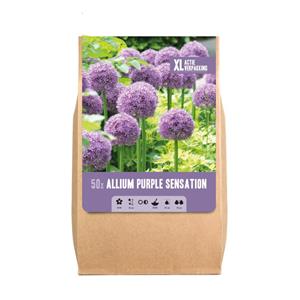 Florex Allium Purple Sensation XL - Bloembollen - Paars - 50 stuks