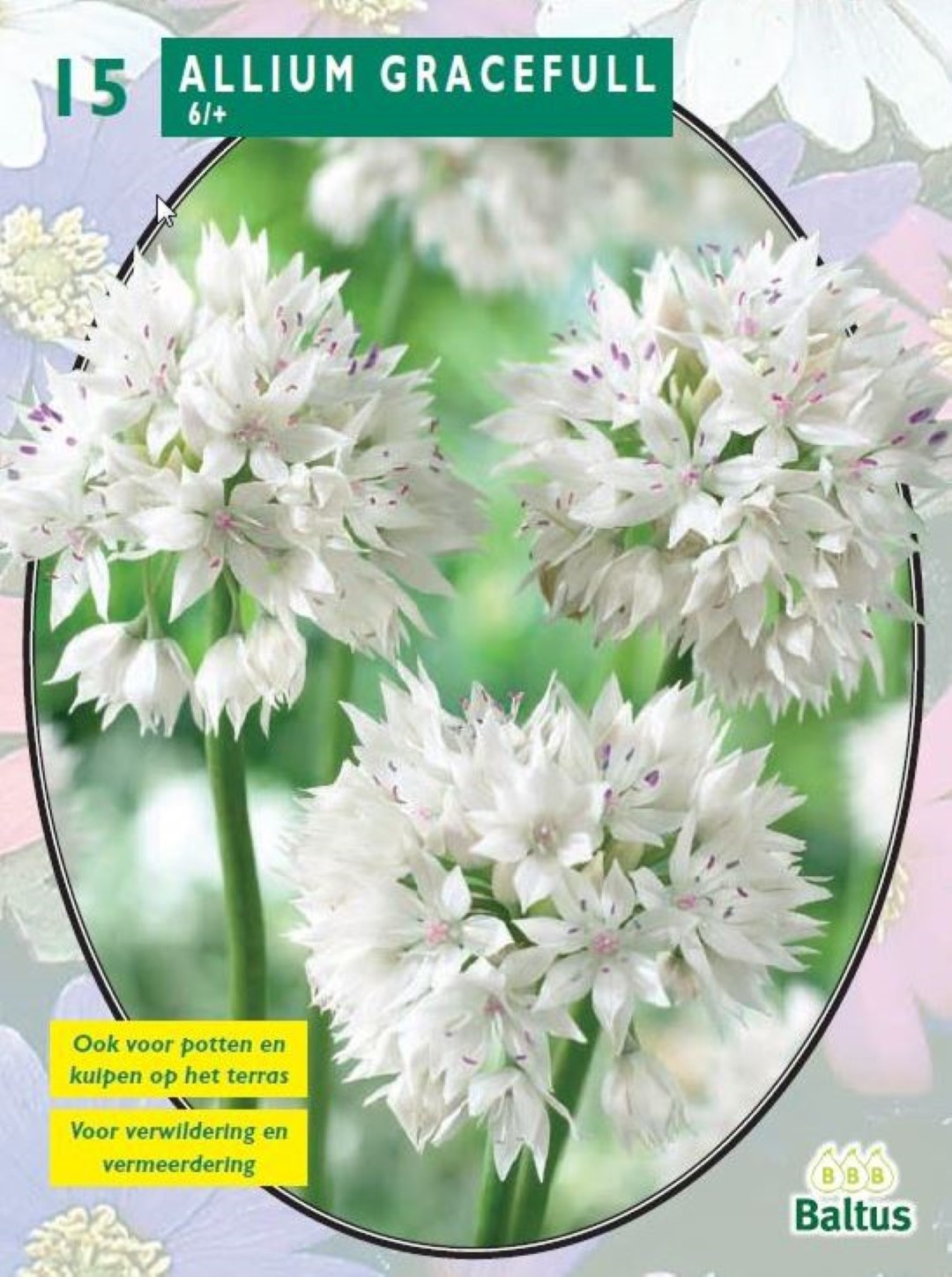 Baltus Allium Gracefull per 15 - 