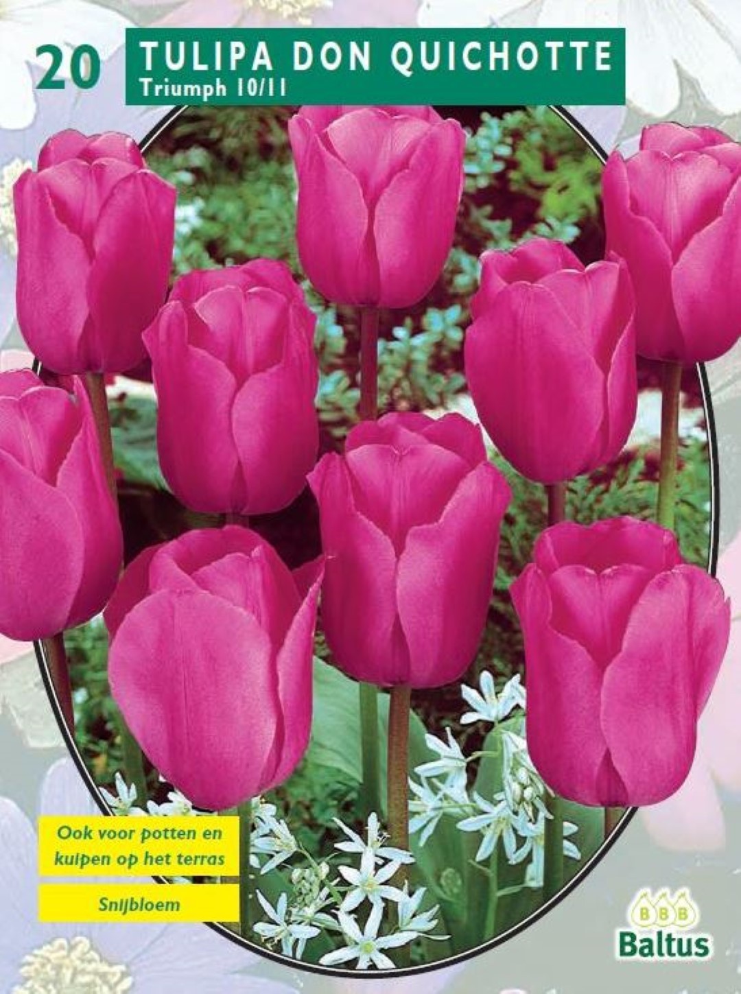 Baltus Tulipa Don Quichotte, Triumph per 20 - 