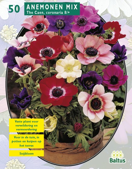 Baltus Zomer Bloembollen Anemone de Caen, Mix per 30 - 