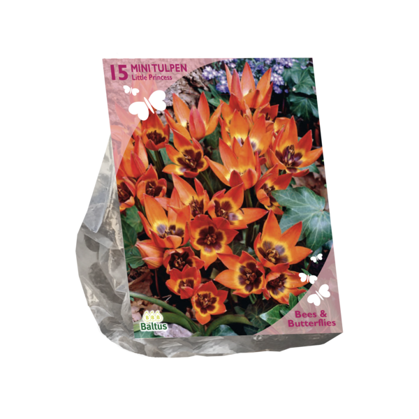 Baltus Bees & Butterflies Tulipa Little Princess per 15 bloembollen - 