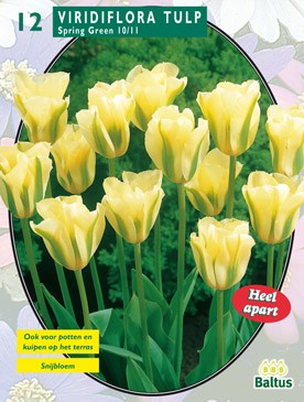 Baltus Tulipa Spring Green, Viridiflora per 12 - 