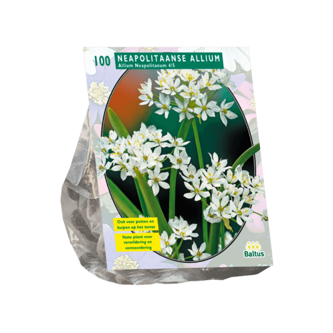 Baltus Allium Neapolitanum per 100 - 