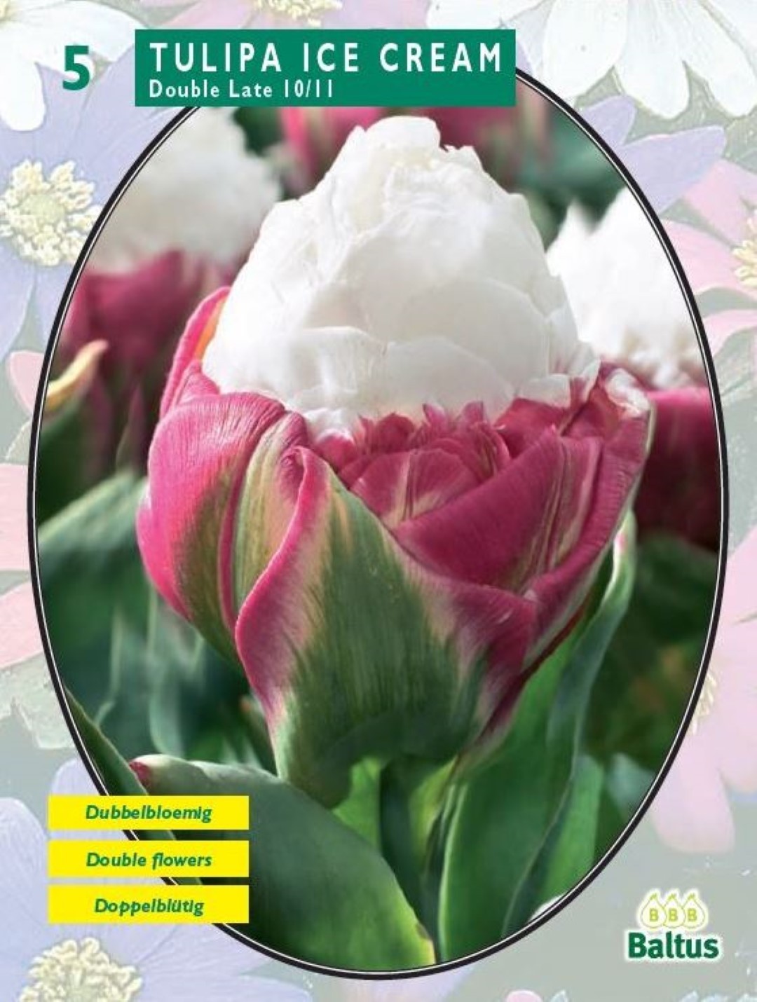 Baltus Tulipa Ice Cream per 5 - 