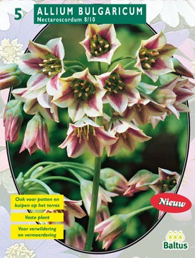 Baltus Allium Siculum Bulgaricum per 5 - 