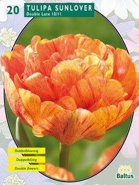 Baltus Tulipa Dubbel Laat Sunlover per 20 - 