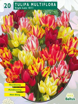 Baltus Tulipa Multiflora per 20 - 