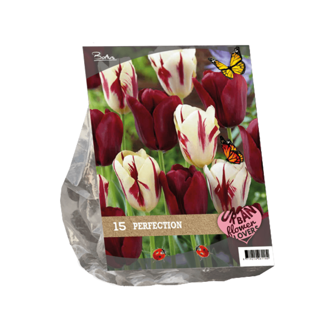 Baltus Urban Flowers Perfection per 15 - 