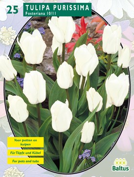 Baltus Tulipa Purissima, Fosteriana per 25 - 