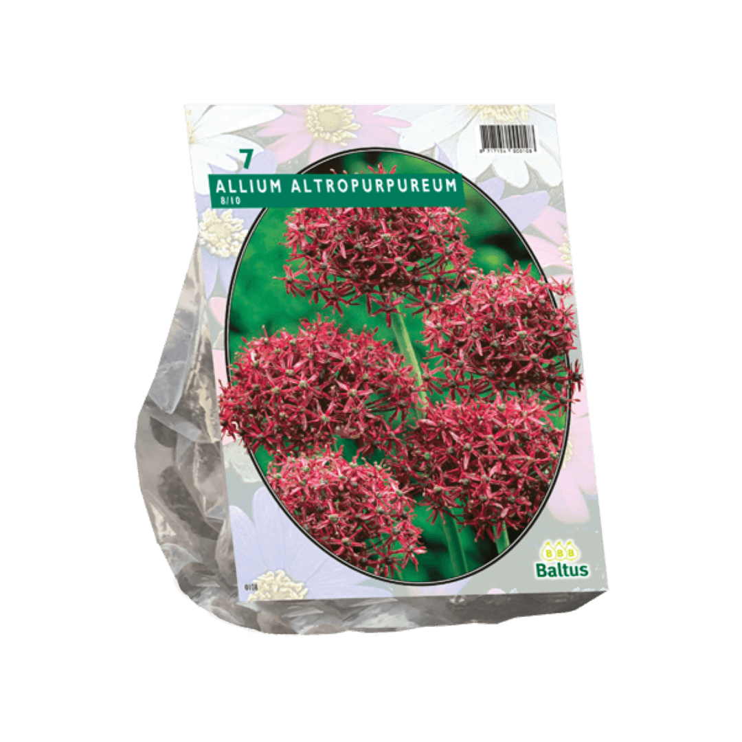 Baltus Allium Atropurpureum per 7 - 