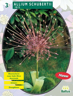 Baltus Allium Schuberti per 3 - 