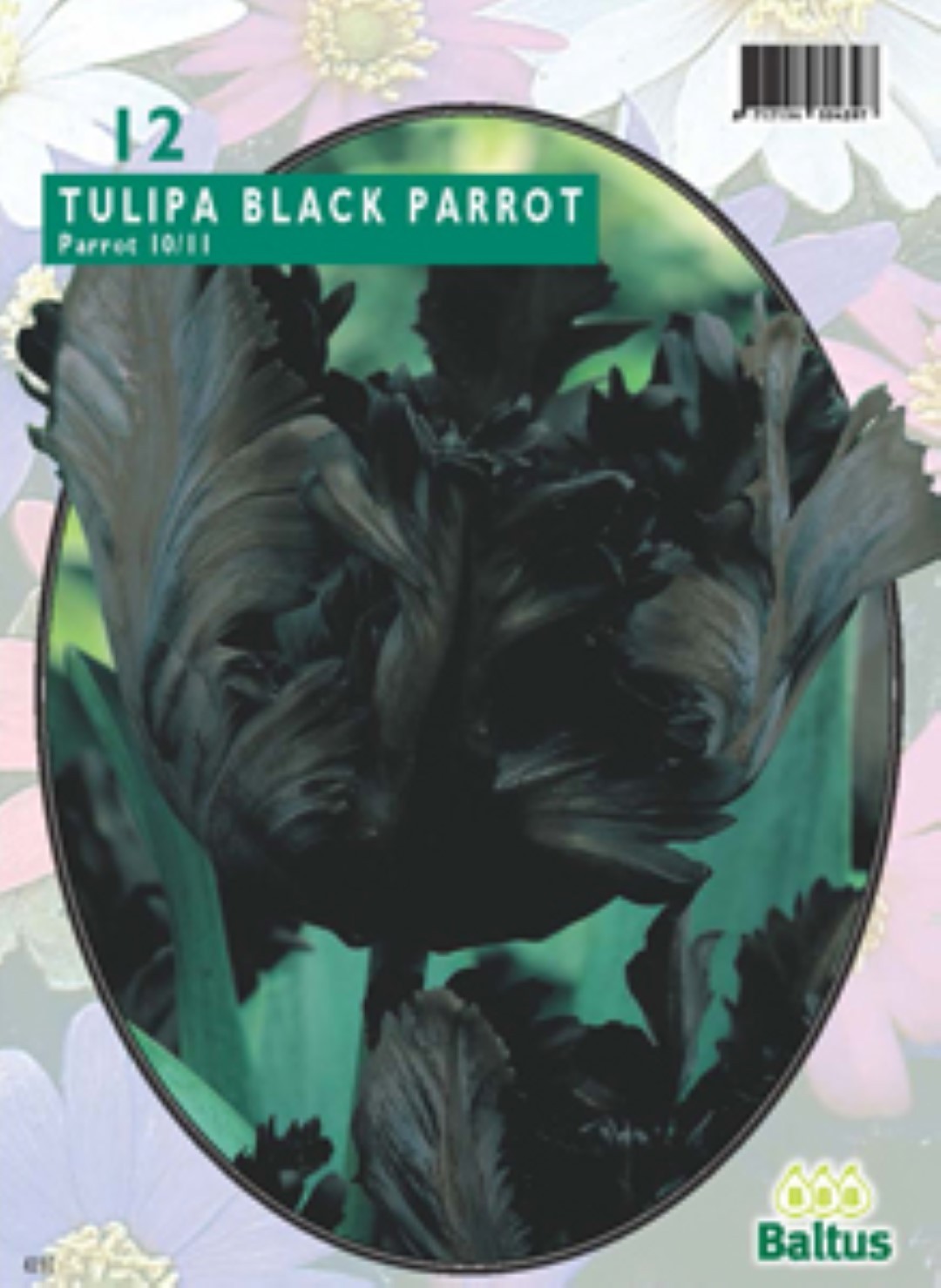 Baltus Tulipa Black Parrot Parkiet per 12 bloembollen - 