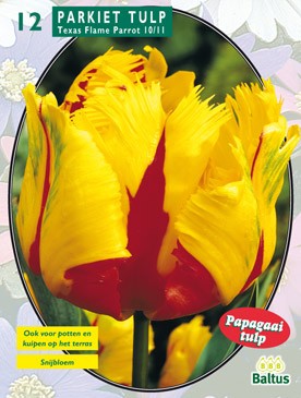 Baltus Tulipa Texas Flame, Parkiet per 12 - 